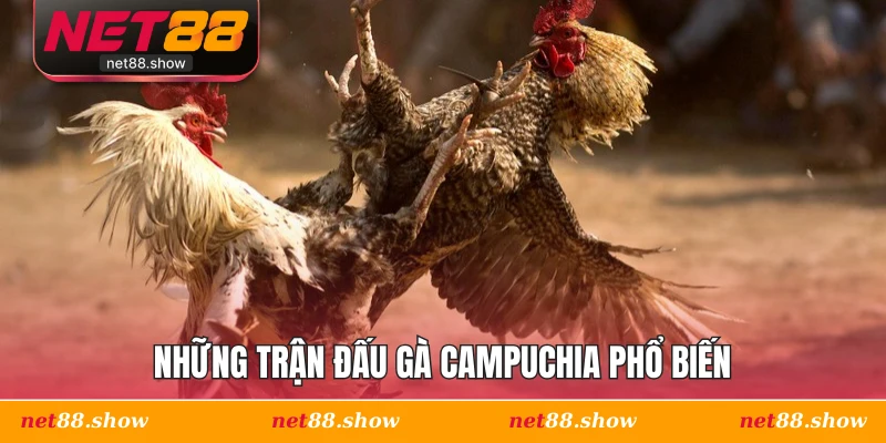 Những trận đấu gà Campuchia phổ biến