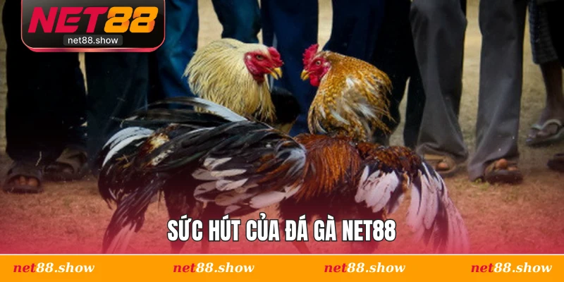 Sức hút của đá gà Net88