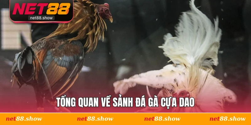 Tổng quan về sảnh đá gà cựa dao